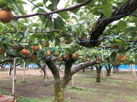 農業人とやま 先輩就農者紹介